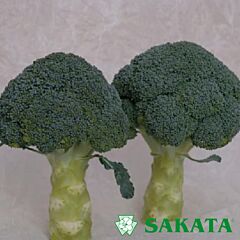 ХРОНОС F1 / HRONOS F1 - насіння капусти броколі, Sakata