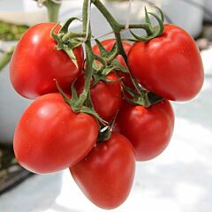 КОЛІБРІ F1 / COLIBRI F1 - насіння індетермінантного томату, Clause