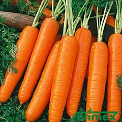 ІМПЕРАТОР / IMPERATOR - насіння моркви, Satimex