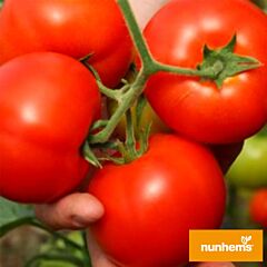 ИНТЕРЛЕНД / INTERLEND - семена томата (помидора), Nunhems