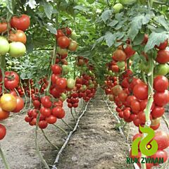 АЙВЕНГО F1 / IVANHOE F1 - семена томата (помидора), Rijk Zwaan