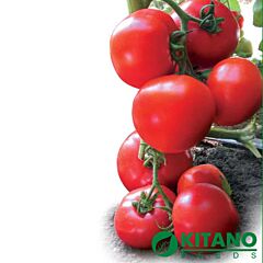ЯДВІГА F1 / JADVIGA F1 - насіння томата (помідора), Kitano Seeds