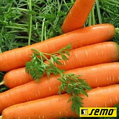 ЯРАНА F1 / JARANA F1 - семена моркови, Semo