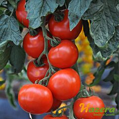 ДЖОКЕР F1 / JOKER F1 - семена томата (помидора), Hazera