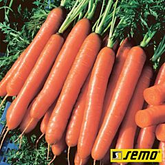 ЙОЛАНА F1 / JOLANA F1 - семена моркови, Semo