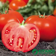 КАМІ (КС 898) F1 / KAMI (KS 898) F1 - насіння томата (помідора), Kitano Seeds