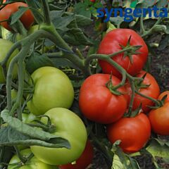 КАПОНЕТ F1 / CAPONET F1 - насіння томату напівдетермінантного, Syngenta