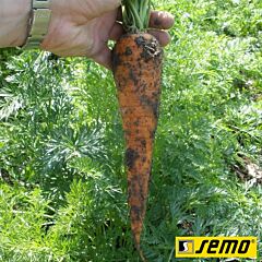 КАРДИЛА / KARDILA - семена моркови, Semo