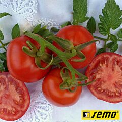 КАРЛА / KARLA - семена томата (помидора), Semo