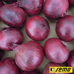 КАРМЕН (ВІКТОРІЯ) / KARMEN (VIKTORIA) - насіння цибулі, Semo