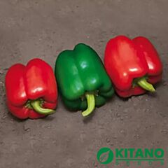 КАТАН (КС 04) F1 / KATAN (KS 04) F1 - насіння перцю, Kitano Seeds
