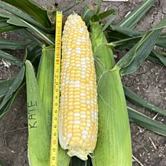 КЕЙТ F1 / KATE F1 - семена сахарной кукурузы, Clause