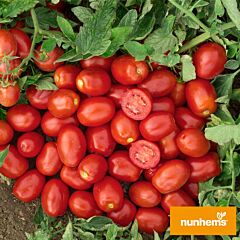 КЕНДРАС F1 / KENDRAS F1 - семена томата (помидора), Nunhems