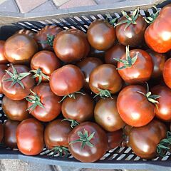 КЕРУК F1 / KERUK F1 - семена томата (помидора), LibraSeeds