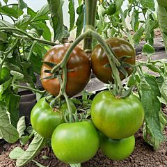 КЕРУК F1 / KERUK F1 - семена томата (помидора), LibraSeeds