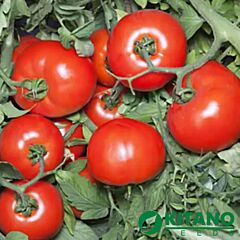 ХАЙД (КС 835) F1 / KHAID (KS 835) F1 - семена томата (помидора), Kitano Seeds