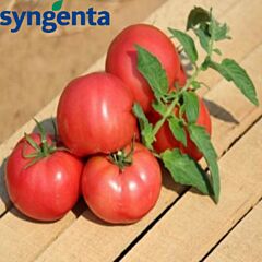 ХАПІНЕТ F1 / HAPYNET F1 - насіння детермінантного томату, Syngenta