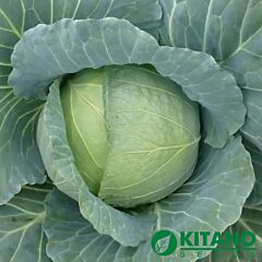 ХОНКА F1 / KHONKA F1 - насіння білоголової капусти, Kitano Seeds