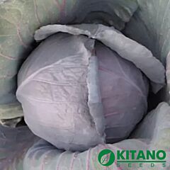 КИОТО F1 / KIOTO F1 - семена краснокочанной капусты, Kitano Seeds
