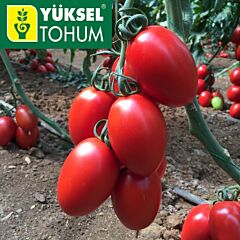 КОЛЕОС (132 - 111) F1 / KOLEOS (132 - 111) F1 - насіння томату, Yuksel Tohum