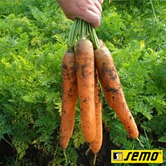 КОЛОСЕУМ F1 / KOLOSEUM F1 - семена моркови, Semo
