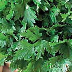 КОМУНЕ 2 / KOMUNE 2 - насіння петрушки, Hortus