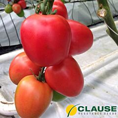 КОНГО F1 / KONGO F1 - насіння томата (помідора), Clause