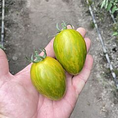 КОРВАЛИС F1 / KORVALIS F1 - семена томата (помидора), Spark Seeds