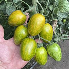 КОРВАЛИС F1 / KORVALIS F1 - семена томата (помидора), Spark Seeds