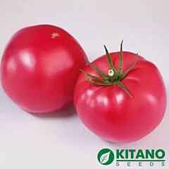 КС 1205 F1 / KS 1205 F1 - насіння томата (помідора), Kitano Seeds
