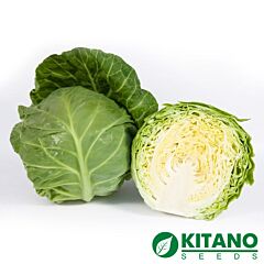 КС 1431 F1 / KS 1431 F1 - семена белокачанной капусты, Kitano Seeds