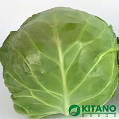 КС 1450 F1 / KS 1450 F1 - семена белокачанной капусты, Kitano Seeds