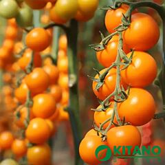 КС 1549 F1 / KS 1549 F1 - насіння томата (помідора), Kitano Seeds