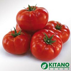 КС 206 F1 / KS 206 F1 - семена томата (помидора), Kitano Seeds