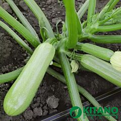 КС 2446 F1 / KS 2446 F1 - семена кабачка, Kitano Seeds