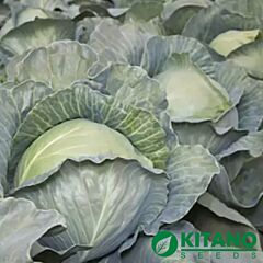 КС 29 F1 / KS 29 F1 - насіння білоголової капусти, Kitano Seeds