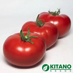 КС 301 F1 / KS 301 F1 - насіння томата (помідора), Kitano Seeds