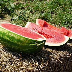 КС 350 F1 / KS 350 F1 - семена арбуза, Kitano Seeds