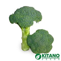 КС 355 F1 / KS 355 F1 - насіння капусти броколі, Kitano Seeds