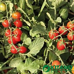 КС 3640 F1 / KS 3640 F1 - насіння томата (помідора), Kitano Seeds