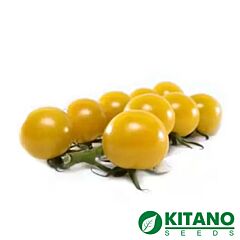 КС 3670 F1 / KS 3670 F1 - семена томата (помидора), Kitano Seeds