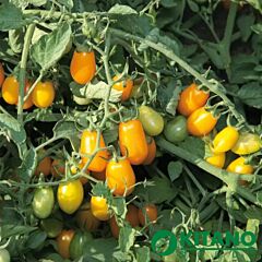 КС 3690 F1 / KS 3690 F1 - насіння томата (помідора), Kitano Seeds