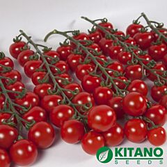 КС 4559 F1 / KS 4559 F1 - насіння томата (помідора), Kitano Seeds