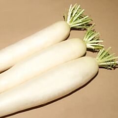 КС 50 F1 / KS 50 F1 - семена редьки, Kitano Seeds