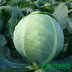 КС 60 F1 / KS 60 F1 - семена белокачанной капусты, Kitano Seeds