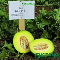КС 7044 F1 / KS 7044 F1 - насіння дині, Kitano Seeds