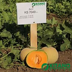 КС 7049 F1 / KS 7049 F1 - семена дыни, Kitano Seeds