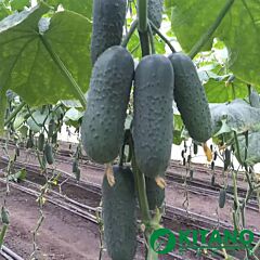 КС 70 F1 / KS 70 F1 - насіння огірка, Kitano Seeds