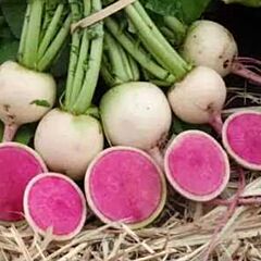 КС 730 F1 / KS 730 F1 - семена редьки, Kitano Seeds