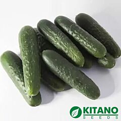 КС 80 F1 / KS 80 F1 - семена огурца, Kitano Seeds